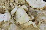 Fossil Crab (Potamon) Preserved in Travertine - Turkey #121373-1